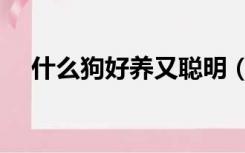 什么狗好养又聪明（什么狗好养又聪明）
