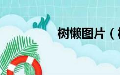 树懒图片（树懒怎么读）