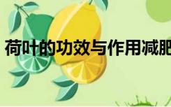 荷叶的功效与作用减肥（荷叶的功效与作用）