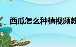 西瓜怎么种植视频教程（西瓜怎么种植）