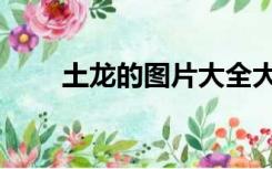 土龙的图片大全大图（土龙的作用）