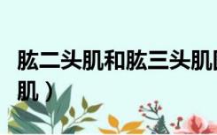 肱二头肌和肱三头肌图片（肱二头肌和肱三头肌）