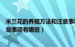 米兰花的养殖方法和注意事项北方（米兰花的养殖方法和注意事项有哪些）