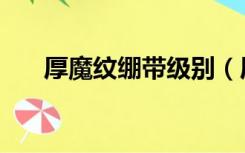 厚魔纹绷带级别（厚魔纹绷带哪里学）
