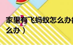 家里有飞蚂蚁怎么办能除根（家里有飞蚂蚁怎么办）