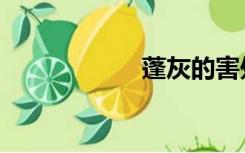 蓬灰的害处（蓬灰）