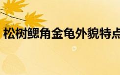 松树鳃角金龟外貌特点（松树鳃角金龟图片）