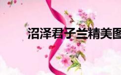 沼泽君子兰精美图片（沼泽君子兰）