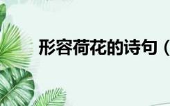 形容荷花的诗句（形容荷花的词语）