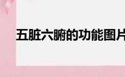 五脏六腑的功能图片（五脏六腑的功能）