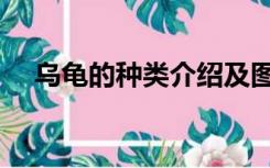 乌龟的种类介绍及图片（乌龟种类大全）