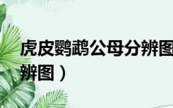 虎皮鹦鹉公母分辨图 尾巴（虎皮鹦鹉公母分辨图）