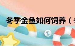 冬季金鱼如何饲养（冬季金鱼的饲养方法）