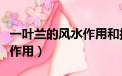 一叶兰的风水作用和摆放禁忌（一叶兰的风水作用）