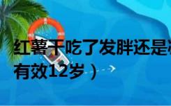 红薯干吃了发胖还是减肥（吃什么减肥最快最有效12岁）