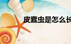 皮蠹虫是怎么长出来的（皮蠹）