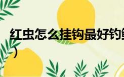 红虫怎么挂钩最好钓鲫鱼（红虫怎么挂钩最好）