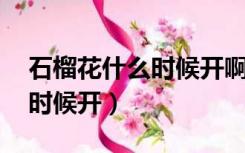 石榴花什么时候开啊（石榴花开 石榴花什么时候开）