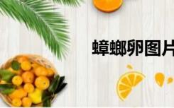 蟑螂卵图片（蟑螂卵）