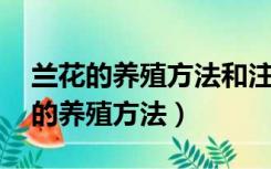 兰花的养殖方法和注意事项 盆栽冬季（兰草的养殖方法）