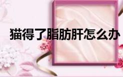 猫得了脂肪肝怎么办（得了脂肪肝怎么办）