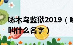 啄木鸟监狱2019（啄木鸟监狱中的这位演员叫什么名字）