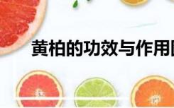黄柏的功效与作用图片（黄柏的功效）