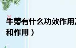 牛蒡有什么功效作用及禁忌（牛蒡有什么功效和作用）