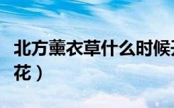 北方薰衣草什么时候开花（熏衣草什么时候开花）