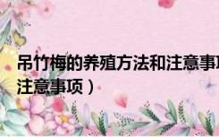 吊竹梅的养殖方法和注意事项有哪些（吊竹梅的养殖方法和注意事项）
