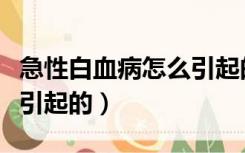 急性白血病怎么引起的知乎（急性白血病怎么引起的）