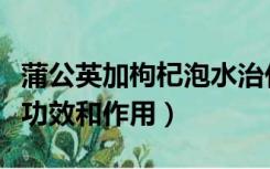 蒲公英加枸杞泡水治什么（蒲公英加枸杞泡水功效和作用）