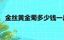 金丝黄金菊多少钱一斤（金丝皇菊的价格）