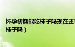 怀孕初期能吃柿子吗现在还可以吗（女性在怀孕初期可以吃柿子吗）