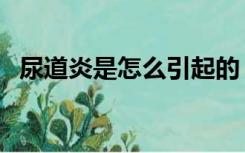 尿道炎是怎么引起的（尿道炎怎样引起的）