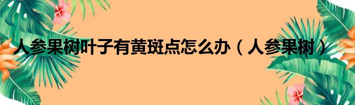 人参果树叶子有黄斑点怎么办（人参果树）