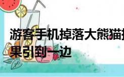 游客手机掉落大熊猫捡起来就啃，管理员用苹果引到一边