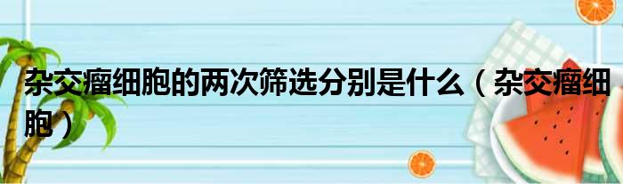 杂交瘤细胞的两次筛选分别是什么（杂交瘤细胞）