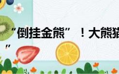 “倒挂金熊”！大熊猫放假表演“自挂东南枝”