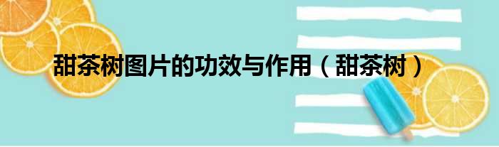 甜茶树图片的功效与作用（甜茶树）