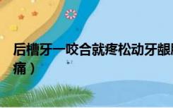 后槽牙一咬合就疼松动牙龈肿胀（后槽牙一咬合就疼如何止痛）