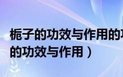 栀子的功效与作用的功能与主治与用量（栀子的功效与作用）