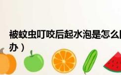 被蚊虫叮咬后起水泡是怎么回事（被蚊虫叮咬后起水泡怎么办）