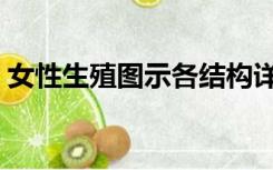 女性生殖图示各结构详解外部（会阴是哪里）