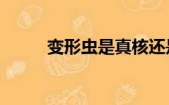 变形虫是真核还是原核（变形虫）